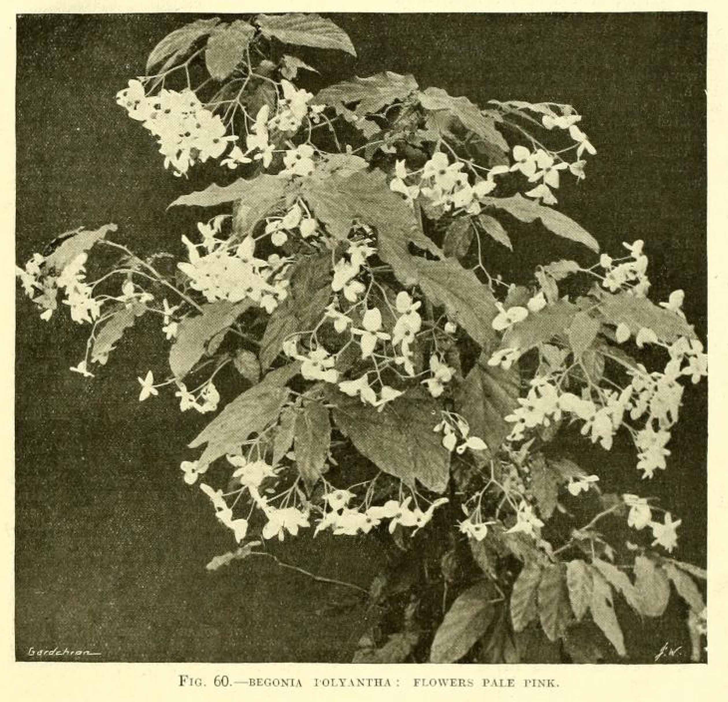 B. ‘Polyantha’